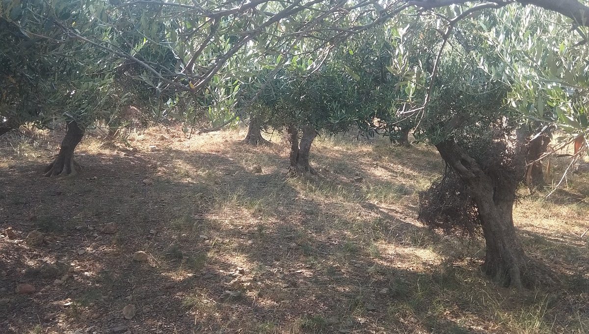 Plot-of-land-in-Chania-Crete-for-sale-with-olive-trees-CL071
