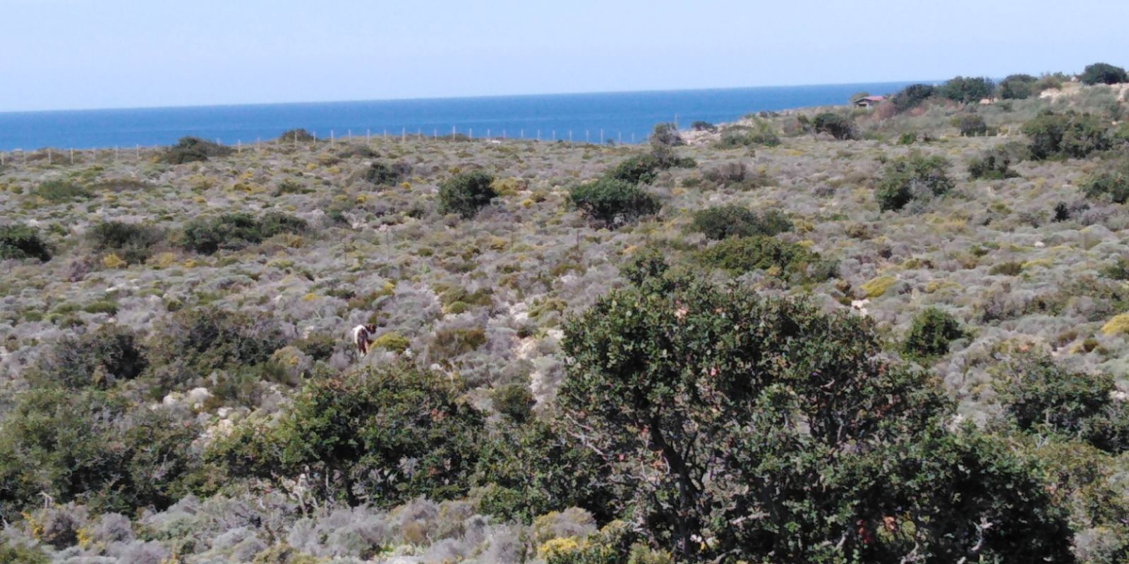 Seafront plot in Southwest Crete – 400 meters from the sea