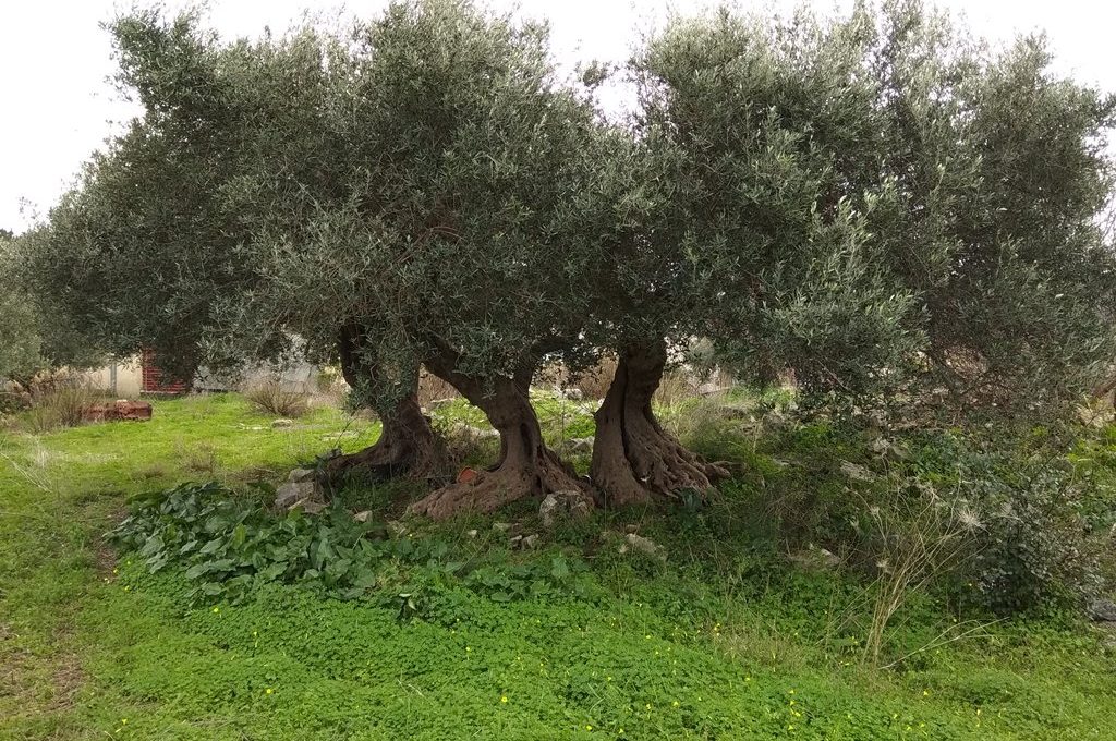 Property-for-sale-in-Apokoronas-Chania-olive-tree-1dea77dc